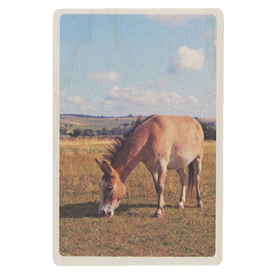 D24051 Dotty the mule postcard