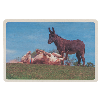 D24053 Rolling around donkeys postcard