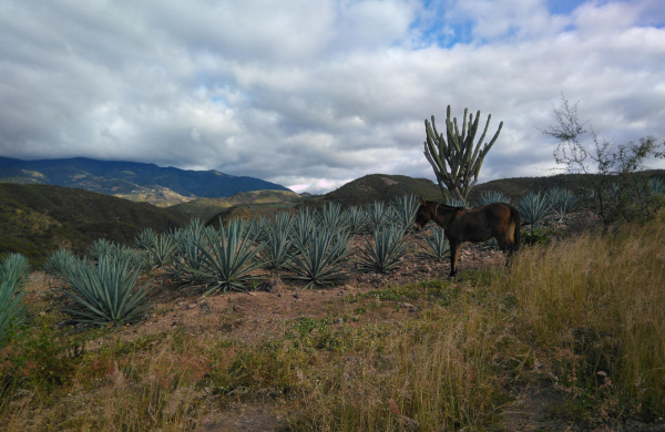Mule with agave plants, Mexico