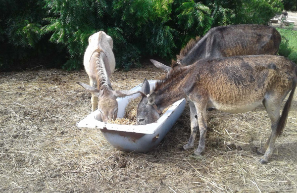 Antigua donkeys enjoy hay-straw mix