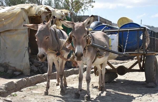 Working donkeys in Kenya