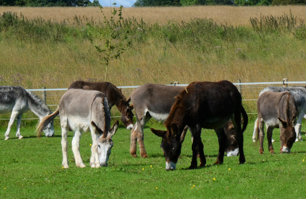 Leeds DAA donkey herd