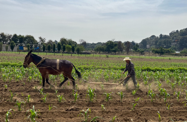Working donkey in a field, mexico.