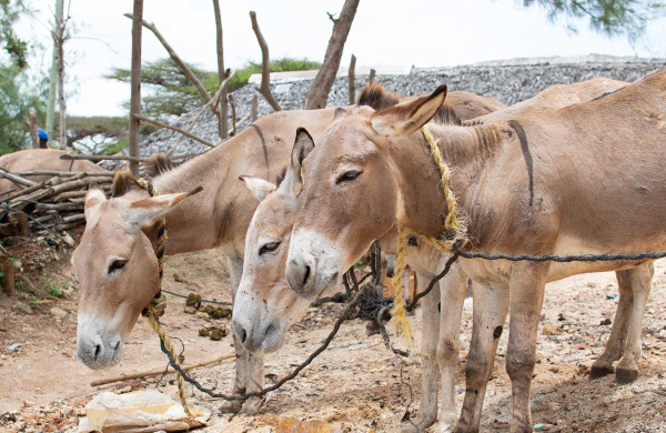 Three donkeys in Kenya feeding on bran