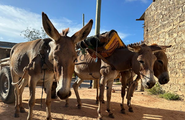 Three donkeys with a cart in Kenya, Africa