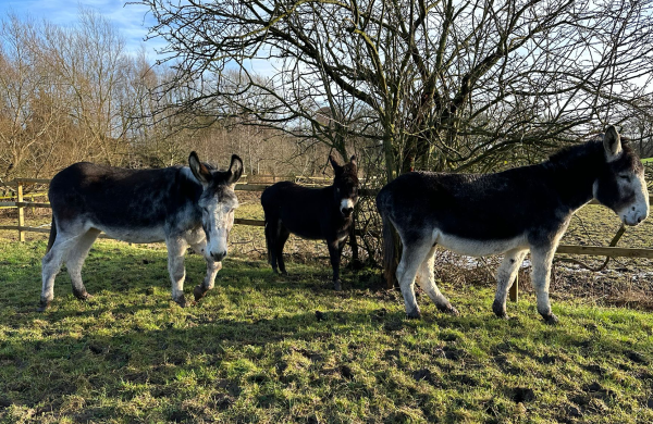 Henry and James join Gerald at new guardian home