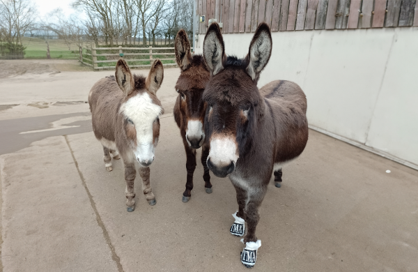 Rosie with two donkey friends in Devon