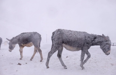 Donkeys in an Italian snow storm