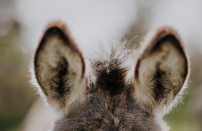 Donkey ears