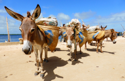 Donkeys working in Kenya