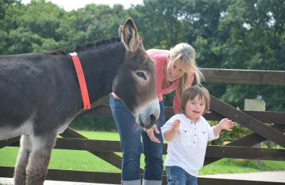 Donkey-assisted therapy