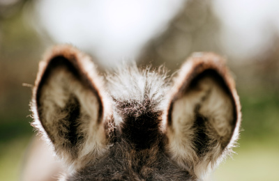Donkey ears