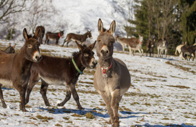 Donkeys in the snow, Il Rifugio degli Asinelli, Italy