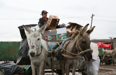 Donkeys working in a rubbish dump, Mexico