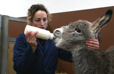 Ashley, orphaned foal, being bottle fed