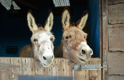 Donkeys in a barn