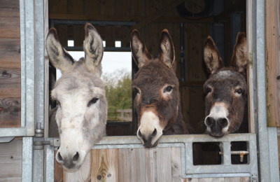 Donkeys looking over a stable door
