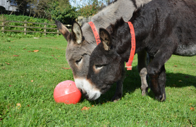Donkey enrichment - playing with a ball