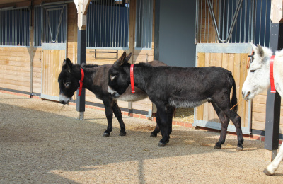 Donkeys in front of stable