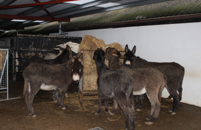 Donkeys rescued from County Mayo, Ireland