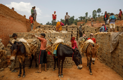 Working mules in Nepal