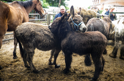 Donkeys grooming each other in muddy yard during RSPCA rescue