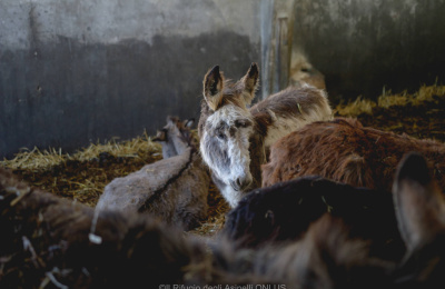 Donkeys rescued from Italy farm