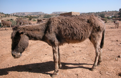 African donkey showing signs of dullness and inappetence