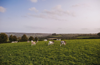 Donkeys grazing in Sidmouth