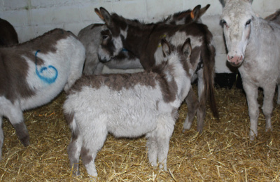 Group of donkeys rescued from North East 