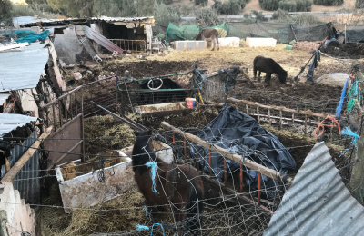 Rescue site of group of Spanish donkeys
