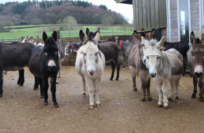 Woods Farm donkeys await checks