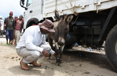 Dr Bojia with donkey at Merkato market