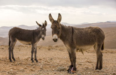 Palestine donkeys
