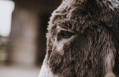 Close up of a donkey's eye