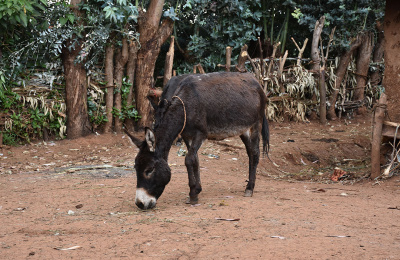 fikadu-donkey