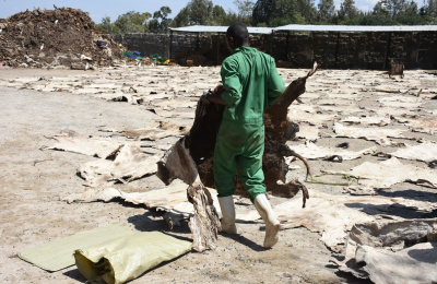 Worker in Kenya slaughterhouse carrying dried donkey skin