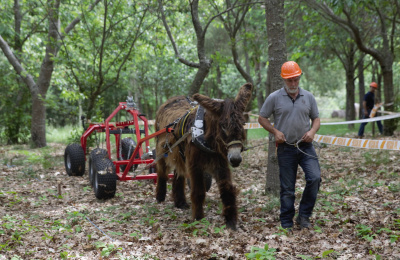 Donkey pulling logging cart