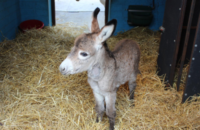 Bugsy, a small grey foal, stands in the middle of a straw bed