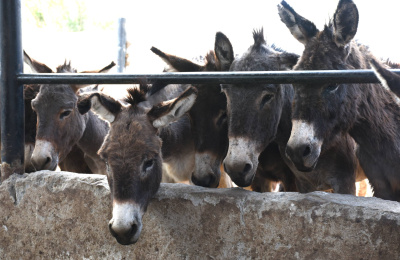 Donkeys in a slaughterhouse holding area