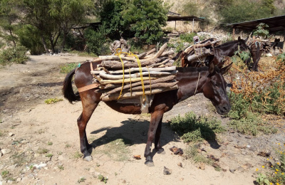 Working mule in Mexoco carrying firewood
