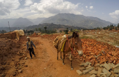 Working mule in Nepal brick kiln