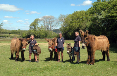 Poitou and miniature donkeys