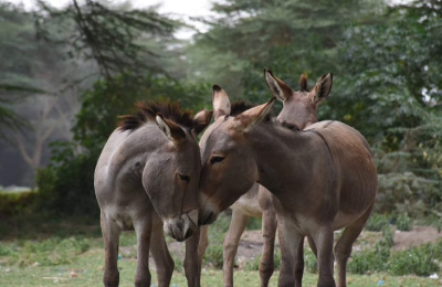 Group of donkeys in Kenya