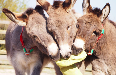Donkeys with welly boot