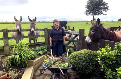 Gardening with donkeys watching over fence