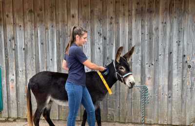Microchipped donkey being scanned