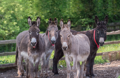 Four donkeys together