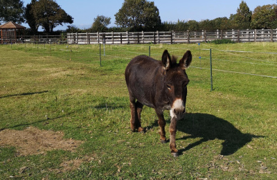 Miniature donkey in field