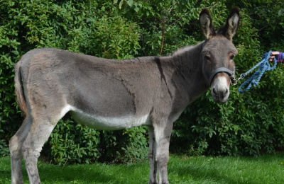 Rupert, the donkey
